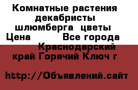 Комнатные растения, декабристы (шлюмберга) цветы › Цена ­ 300 - Все города  »    . Краснодарский край,Горячий Ключ г.